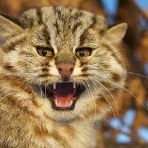 Amur gozdna mačka in sodobne resničnosti