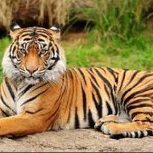 Amur tiger - velika mačka s strani rdeče knjige