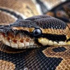 Anaconda: značilnost velikanske kače, kjer naseljuje