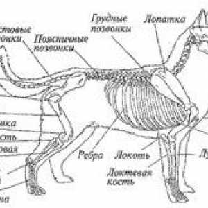 Anatomija psa: zunanja in notranja struktura telesa