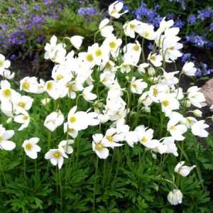 Anemone - cvet navdiha, lepote in nežnosti