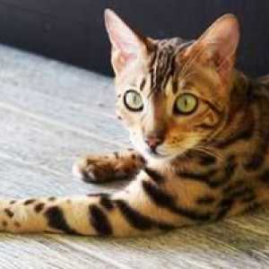 Azijska leopardna mačka, podobna barvi leopard: vsebina