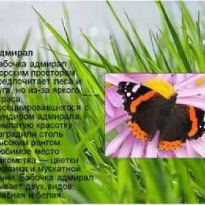 Butterfly Admiral: opis, vernalna oblika, značilnost vrste
