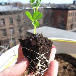 Gobec: sajenje in oskrba rastline na prostem