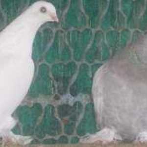 Boj proti pasmi golobov: sorte, opis