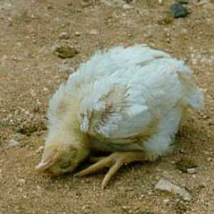 Atipična kokošja kuga pri piščancih: vzroki, znaki, preprečevanje