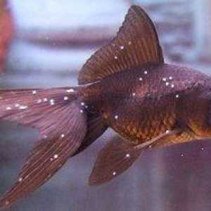 Bolezni akvarijskih rib: sorte in zdravljenje