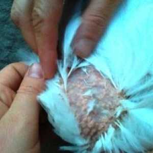 Bolezni piščančjih piščancev: simptomi in zdravljenje