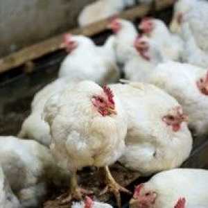 Bolezen piščancev: simptomi, zdravljenje in preprečevanje