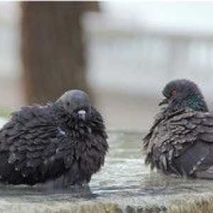 Bolezni golobov in njihovo zdravljenje: opis simptomov