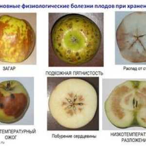 Bolezni jablane: zdravljenje in preventivni ukrepi