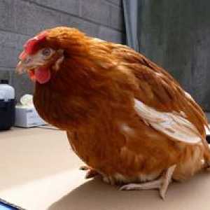 Bolezni piščancev in vidiki njihovega zdravljenja