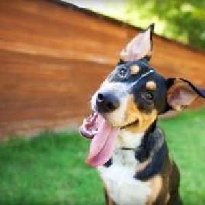 Bolezni psov: sorte, simptomi in zdravljenje