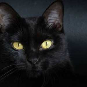 Bombay cat: opis pasme domačih panterjev