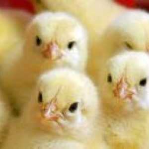 Piščanci za piščance: hranjenje, oskrba in pogoji