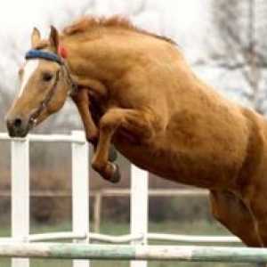 Budennovska pasma konj: vsebina in vzreja