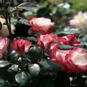 Hybrid Hybrid Rose Nostalgia: Nasveti za nego, sajenje in zdravljenje