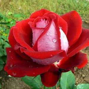 Hibridne čajne vrtnice: opis, sajenje in oskrba