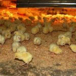 Kako hraniti piščance: hraniti se doma