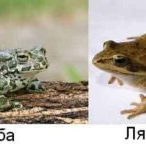 Kaj razlikuje žabo od žabe