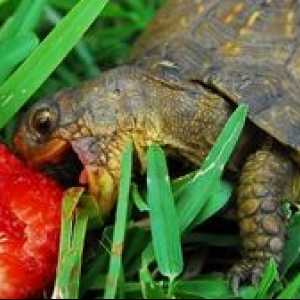 Kaj želva jedo v naravi in ​​doma