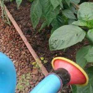 Kako hraniti poper za rast: recepti za gnojenje sadik