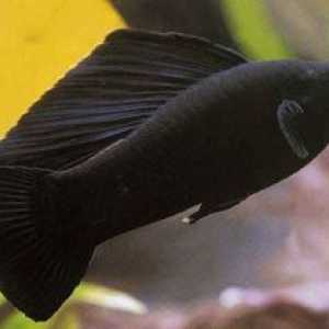 Črna lepota - molliesia akvarijske ribe. Reja in oskrba