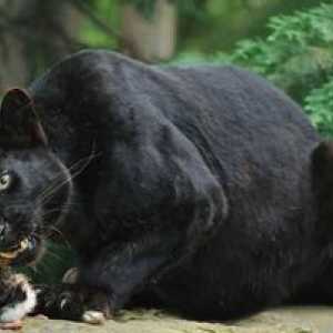Črni leopard: opis vrste, v katerem živi, ​​način vedenja