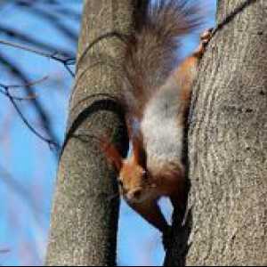 Kaj jedo veverice, kot si lahko hranite veverice v parku?