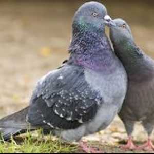 Kaj golobi jedo v naravi in ​​doma