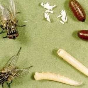 Kaj jedo različne vrste muh in njihove ličinke