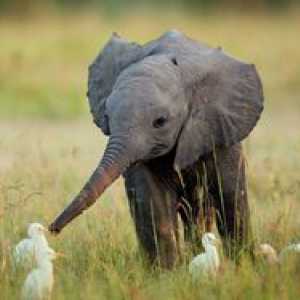Kaj sloni jedo v ujetništvu in v naravi