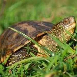 Kaj in kako pogosto bi morale rečne želve doma