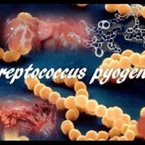 Kaj je ta streptokokni pihogen: zdravljenje s Streptococcusom