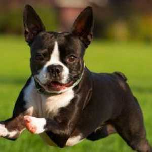Kaj je pasma psov `boston terier`, kako izbrati kuža