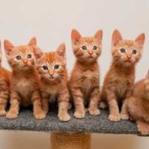 Kakšen je subkutan klop pri mačkah?