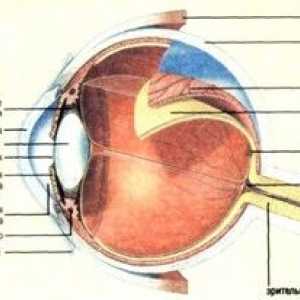 Kakšna je mrežnica očesa, kakšne so njegove funkcije in struktura