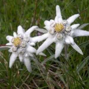 Cvet Edelweiss Alpine - rastlina sreče in ljubezni