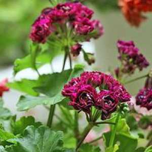 Pelargonijev cvet: oskrba na domu