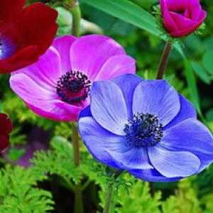 Cvet anemona: najbolj priljubljena vrsta gozdne anemone