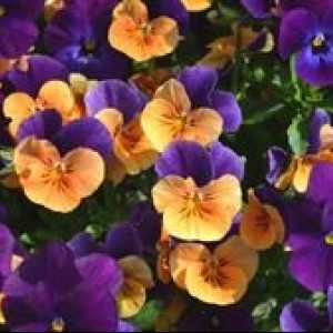 Cveti Viola: značilnosti gojenja na vrtni parceli