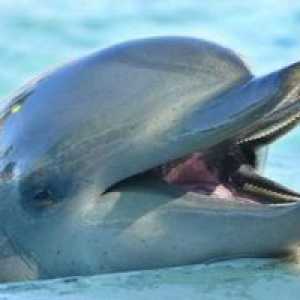 Delfin je vesel simbol v sanjah. Ali vedno sanja o dobrem?