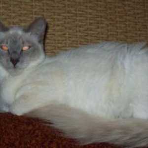 Dolgoročne orientalske mačke: opis pasme