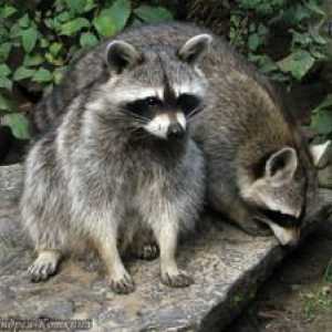 Raccoon-poloskun: vrste, značilnosti, opis