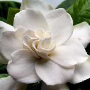 Gardenia jasmine: domača oskrba