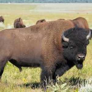 Kjer American Bison živi
