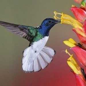 Kje živi kolibri, kakšna je njegova velikost, značilnosti