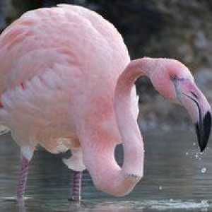 Kjer ptica živi roza flamingo