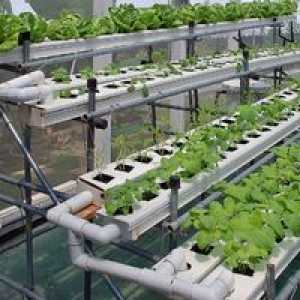 Hidroponika: oprema za gojenje zelenjave doma