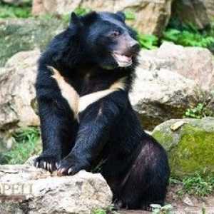 Himalajski medved, značilnosti medvedov Ussuri
